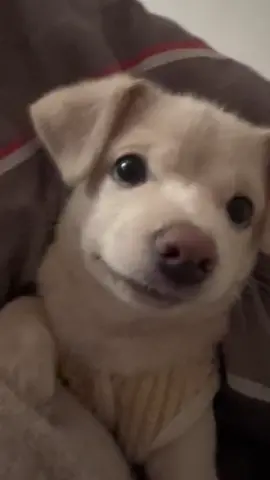 #pet #dogsoftiktok #cute #dogfunny #fyp #fypシ 