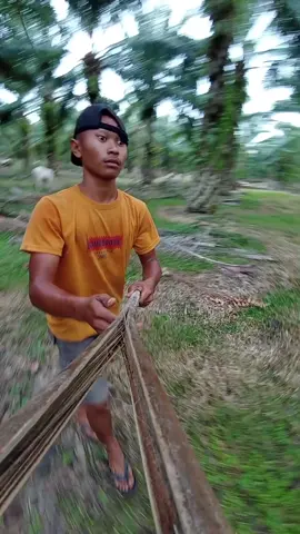 asek cinta satu malam #fypシ #fypdongggggggg #peternaklembu🐂 #angonlembu🐃 