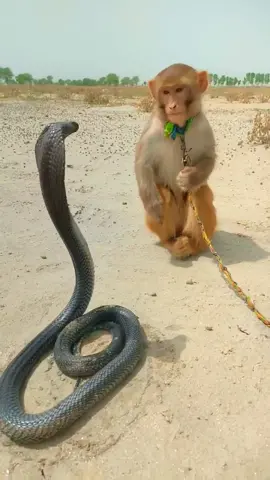 monkey and cobra#animal #animals #wildanimals 