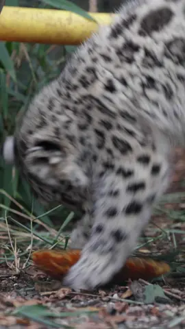 When you realise tomorrow is the weekend! 🎉 #snowleopard #cub #snowleopardcub #smallcat #cat #bigcat #baby #jump #excited #nearlytheweekend #TGIF