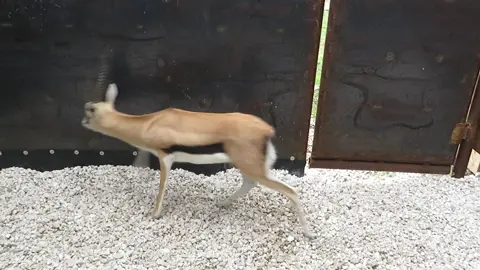 thompson 's gazelle.