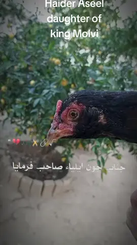 #CapCut #allpakistanitiktok #viralvideo #tiktok #foruyou #pakistanaseellovers #shakaar #rawalpindiaseel #accountfrezzed #aseellovers #pakistan #aseel 