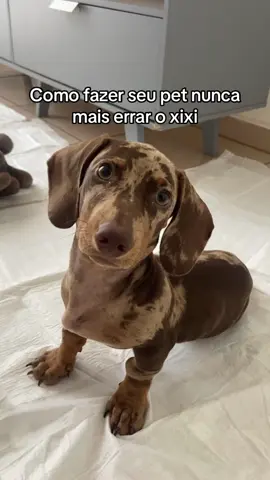 Agora eu acho que vou acertar o tapetinho 😂🐶🐾 #dachshund #bomdia #fy #cachorro 
