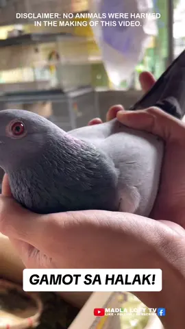 Eto pala gamot sa sipon ng kalapati! #madlaloft #madlalofttv #ibon #bird #kalapati #pigeon #dagit #manok 