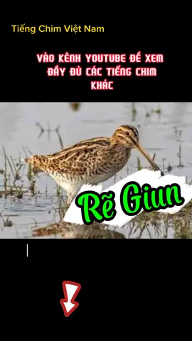 rẽ giun #Master2023byTikTok #Tiengchimvietnam #regiun 