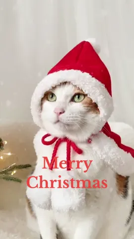 It’s Time! Santa Cape 👉🏻 #linkinbio  #santa #크리스마스 #christmas #cats #catsoftiktok #과거추억 