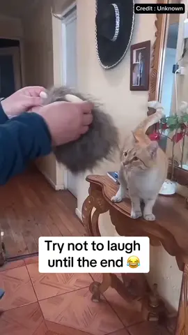 Look at the end…😂 Funny cat compilation 😊. Try not to laugh. #Pet #Cat #PetsOfTikTok #Funnycat #Cutecat #Catsoftiktok #Viral #Fyp #Foryou 