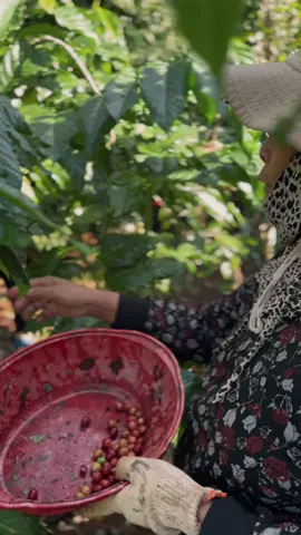 Mùa Cà Phê Đăk Lăk đến rồi, những người nông dân tất bật đi hái từng quả cà phê chín trên cành, cảnh người nông dân thu hoạch đầy vui sướng và vui vẻ làm ấm lòng #longervideos #xuhuong #nongsan