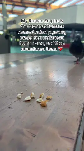 I always have to give them a little snack 🥺🥺🥺 #fyp #romanempiretrend #pigeon #birdwatching #romanempire #fypage #fypシ #myromanempire 