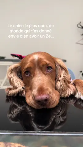 Vous amadouer pour mieux vous berner 😂 #workingcockerspaniel #workingcocker #cockerspanielsoftiktok #cockerspaniel #cutedog 