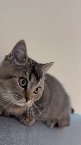 Cute Kitten Meowing 😻🐱 #kitten #meow #kittensoftiktok  #meowing #fypシ 