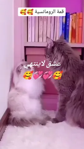 #قطط_جميلة #كيووو #قطة_كيوت #farnsa👨‍👩‍👧🇨🇵 #fyp #ابورامز76 #ابوسعيد78 @💞Gazal.sy💕 @💞Gazal.sy💕 