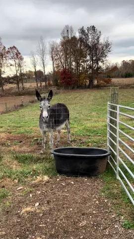 Maxine had a lot to say today 💜 #donkeysoftiktok #donktalk #braywithme #songofmypeople #singthesong #hiddencreekfarm 