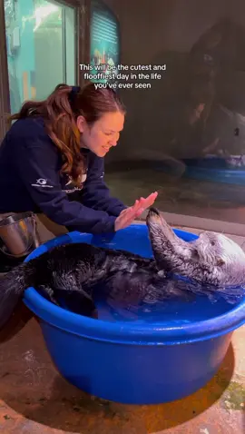 The best part of this day in the life, is the tiny paws 🥹💙 #georgiaaquarium #seaotter 