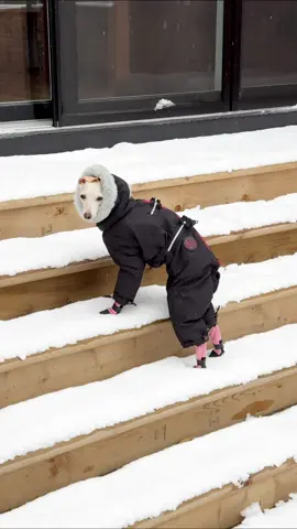Montreal got its first snowfall today! 🥶☃️ When #KalaTheIggy arrived last winter she was too tiny to wear snow boots, so this is her first time wearing them. She loves spending time outside, but like most iggys, she didn’t want to venture out naked into the cold snow. By the end of winter, she’ll be a pro, she’s québécoise after all!  Boots and snowsuit from BonGoof #italiangreyhound #tikatheiggy #dogboots #firstsnow #dogcoat