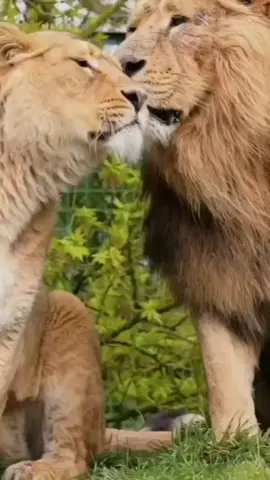 وكأنها تقول له .. في حضورك اتنفسك فقط . ((النفس تميل لمن يدللها .. ياساده .. )) 🤴🤴🤴#CapCut #اسود_الرافدين #longervideos #lol #viralvideo #viral #تصميم_فيديوهات🎶🎤🎬 #greenscreen #laekw❤folombkan❤❤😘 #اسد #لبوه #عشق 