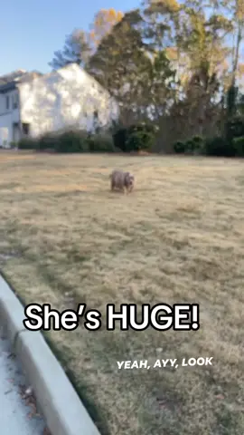 Pups OTW ! #bully #pitbull #puppy #pup #xlbully #atl #atlanta #trend #viral #puppies 