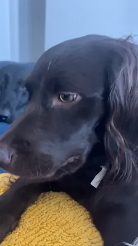 my talkative boy #fyp #boykinspaniel #confuseddog #meme #beans 