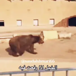 #اكسبلورexplore #حائل_الان #fypシ #fyp #لايككاتكم_ومتابعه_واكسبلور #لايك_فولو #الشعب_الصيني_ماله_حل😂😂 #سلملي_مو_تنسى_😂 #الرياض_الان 