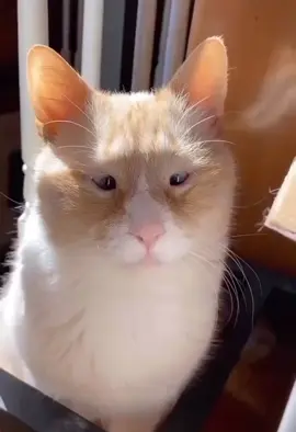 kucingnya ituloh rek matanya cipit banget wkwkw #cat #funnycat #funnycatvideo #chinesecat #fyp #memes #viral #viralvideo #viraltiktok 