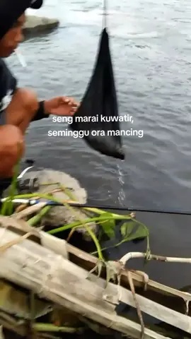 urep mung mampir mancing #rawit #siripmerah #tepisungaibrantas #microfishing #wrt #mancingliar #mancing #storymancing #mancingvirall #fyp 