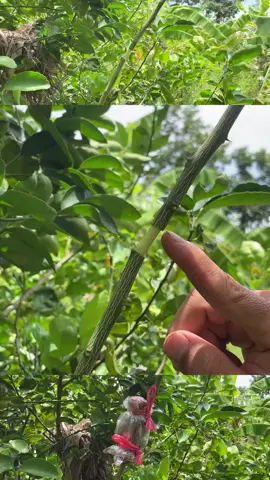 วิธีตอนกิ่งมะนาว รากออกเยอะ ติดทุกกิ่ง #ตอนกิ่ง #มะนาว #รากเยอะ #จ่าแผน