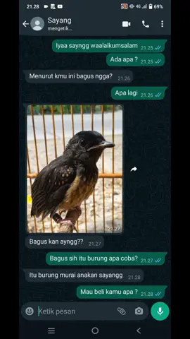 ayang kamu gini gak??? #muraibatuindonesia #muraibatumedan #muraibatumania #muraibatuekorpanjang #cucakijoindonesia #cendeternusantara #xyzabc #masukberandamu #masukberandafyp #tiktokpelitgpernahfyp 