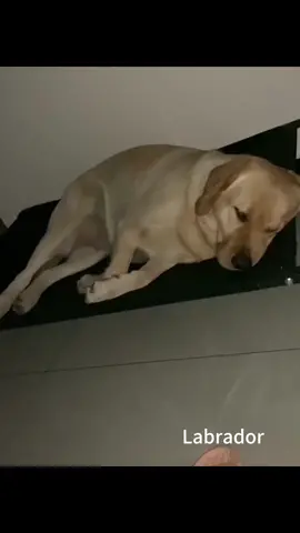 Sleeping and crying puppy #labrador #labradorretriever #lab #labradorpuppy #funnydog #funny #tiktok #fyp #Love 