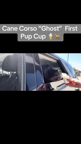Ghost was skeptical at first but he definitely enjoyed it after. 😋😋Do you guys take your dogs to get pup cups? 🍦🐕#canecorso #bigdog #fyp #pets #texas #dogsoftiktoktiktok #dogsoftiktok #trending #pupcup #starbucks 
