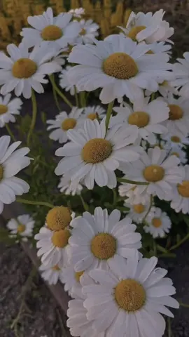 Daisy🤍 #daisy #flowers #bungakelahiran #aesthetic #fyp 