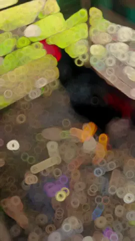 Msih muda umur 5 bulan😁 #CapCut #ayambangkoksuper #bangkokklasik #pakoy #ayampakoy #fypayam #fypayamjago #hobiayam #penghobiayam 