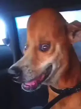 Bro got a brilliant idea 💡#funny #head #large #rihanna #forehead #dog #haha #lol #doggo #tiktokdogs #dogsoftiktok #fashion #trend #follow #Love #music #rain #winter #storm 