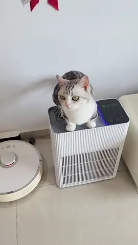 Máy Lọc Không Khí Diệt Khuẩn UVGREEN KA600 UVC Light 60m2 - Công Nghệ UVC LED Hiện Đại, Lõi HEPA H13 Lọc Sạch Bụi Mịn, Mùi Hôi, Khói, Lông Tóc #TikTokAwardsVN2023 #ffws2023   #maylockhongkhi #uvgreen #moitruongxanh #suckhoechomoinguoi #suckhoe #suckhoe247 #dogiadung #giadungtienich #giadungthongminh #giadung #benhlau #shopdonghung #luxurylimited0 #casting079 #luxuryfashion05 #luxurylimited5 #luxuryfashiontiktok #luxurytiktok3 