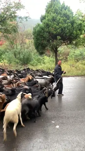 King of goat! #goat #farming #funny 