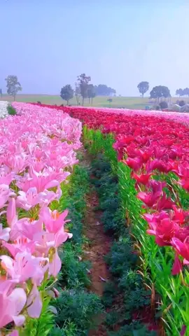 #flower #nature #scenery 