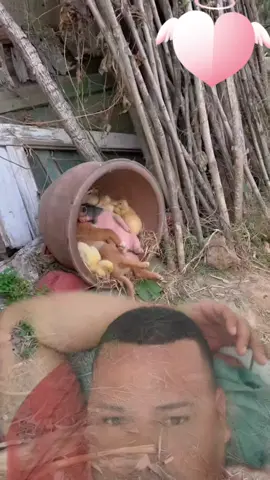 #dueto com @Sweet Pet Oasis #cute 