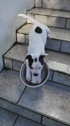 Task failed successfully 🐕🛝🏅 #Puppy  #Fail  #Adorable  #ViralHog