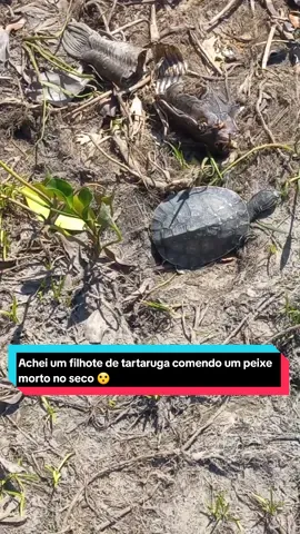Achei um filhote de tartaruga comendo um peixe morto no seco 😮 #comediante #humorista #pescador #tartaruga #viral 