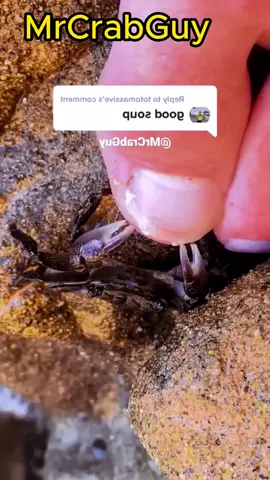 SOUNDS from CRAB PEDICURE | Crab ASMR Sounds 🦀🦶😱 #crab #asmr #shorts #viral