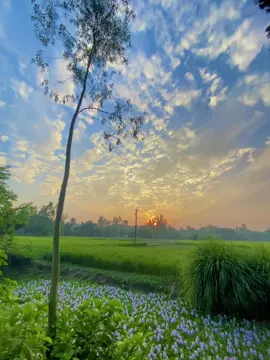 চলো আকাশ ছুয়ে দেখি,,,চলো প্রকৃতির মাঝে নিজেকে হারাই,,,,চলো বাংলার রূপের মাঝে নিজেকে বিলাই🥰💖 #narsingdi❤️ #foryourpage #viralvideo #foryou #fyp #iphone11 #tiktok #nature #edit 