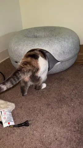 She loves this tube! If you couldnt get one before cuz they were sold out NOWS YOUR CHANCE! #tiktok #viral #catbed #cat #cats #funnycats #funnycat 
