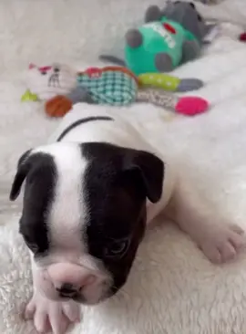 #dogsoftiktok #dogs #puppy #fyp #parati #foryou #foryoupage #viral #cute #Love 🤍🐶🍼🫣🦋🫶 AMOOO!!!!!! 