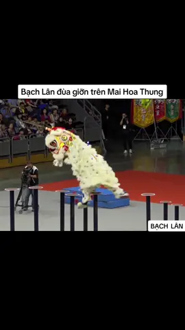 Bạch Lân đùa giỡn trên Mai Hoa Thung... #bachlan #haclan #vualan #landen #mualan #lansurong #mualansurong #mualansurongvietnam #mualansurongtrungquoc 