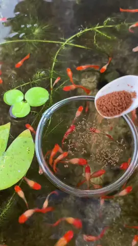 Cám thái - Thức ăn ngon bổ rẻ cho cá cảnh nhỏ #dongquechannel #guppy 