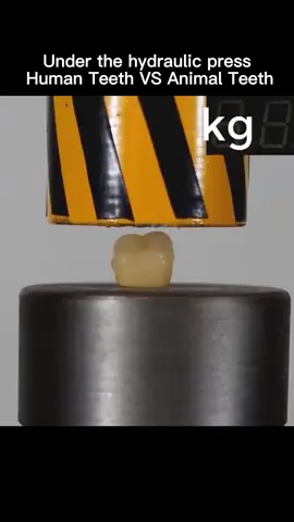 How Hard Are Teeth? When I put it under the hydraulic press, I was shocked!#tiktok #LearnOnTikTok #hidraulicpress 