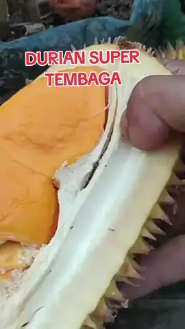 DURIAN SUPER TEMBAGA 
