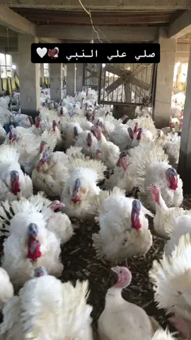 #صلي _ علي _ النبي #🦃🤍