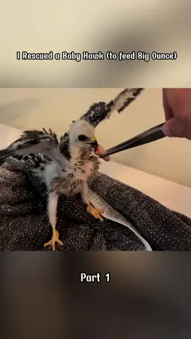 #animal #helping #foryou #fyp 