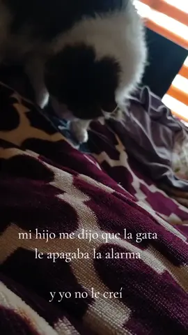 #lagataapagalaalarma #gatos  #siguedurmiendo 