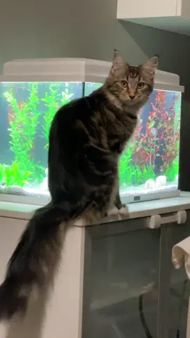 Lo que cantan los peces 